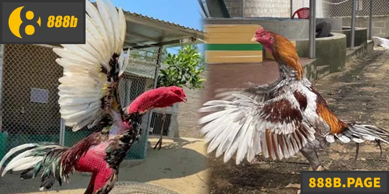 Đá Gà Đòn – Trải Nghiệm Thực Chiến Tại 888B Đá Gà Đòn – Trải Nghiệm Thực Chiến Tại 888B