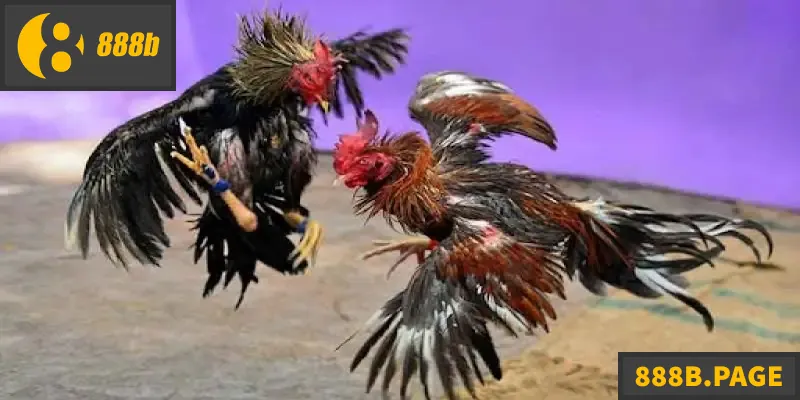 Đá Gà Thomo - Trải Nghiệm Cá Cược Thực Chiến Tại 888B Đá gà Thomo tại 888B mang trải nghiệm cược thực chiến hấp dẫn