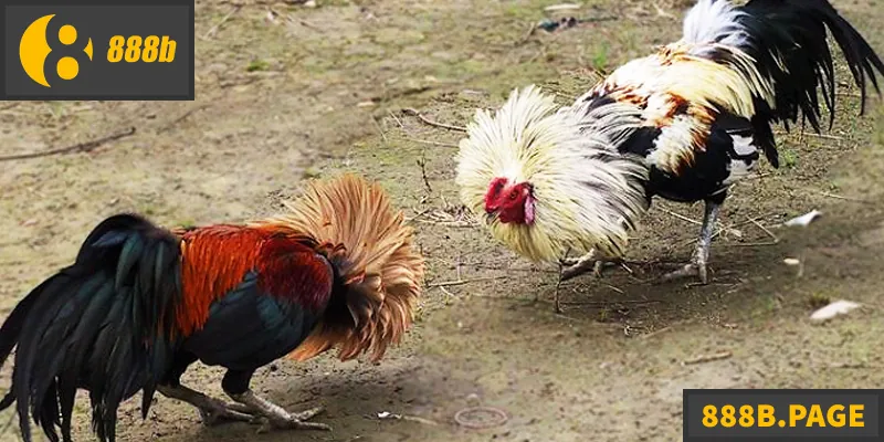 Đá Gà Tre - Hướng Dẫn Chi Tiết Cho Người Chơi Đá Gà Tre - Hướng Dẫn Chi Tiết Cho Người Chơi