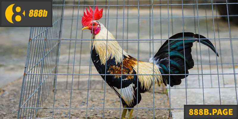 Đá Gà Tre - Hướng Dẫn Chi Tiết Cho Người Chơi Hướng dẫn chiến thuật, kinh nghiệm chơi đá gà tre hiệu quả